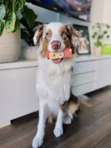 The Health Benefits of CBD for Pets Explained 2025: What to Know