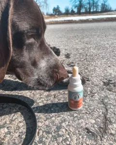 Proper CBD Dosage for Pets 2025: What You Need to Know for Safe Use