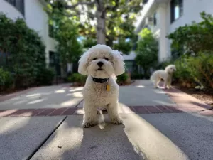 Research on CBD for Pets 2025: What Science Says About Effectiveness
