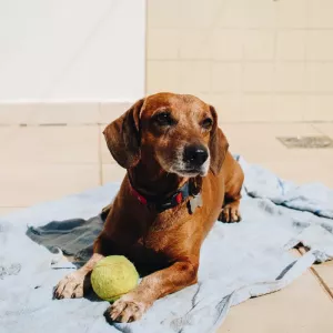 Dog Anxiety a Problem? We Have the Best CBD Solution for Your Pet 2025