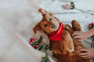 Can I Give CBD Chocolate Treats to My Dog? Safety and Advice