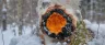 chaga fungus growing on birch tree bark