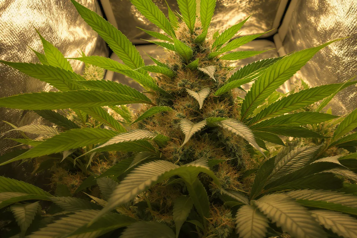 Lush cannabis plant growing indoors under lights