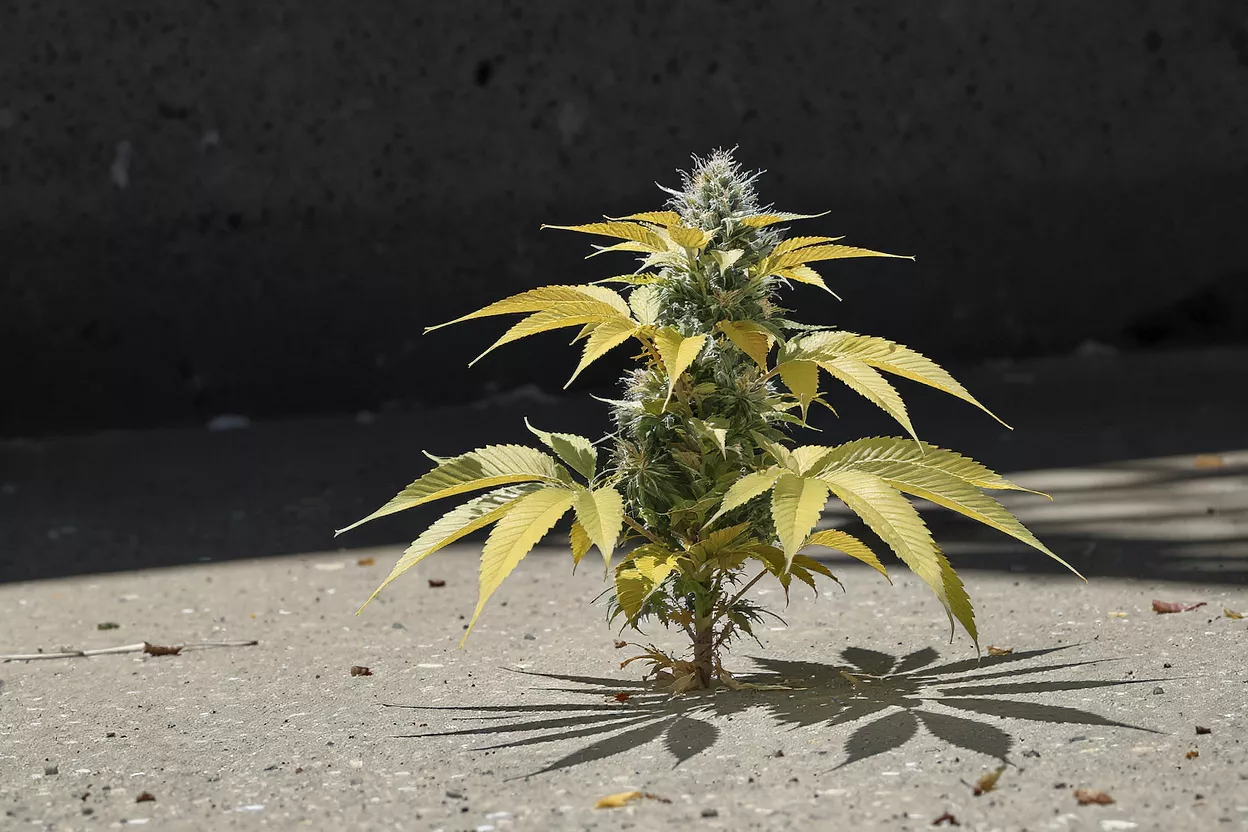 A small yellow cannabis plant on concrete ground