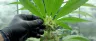 cannabis plant after defoliation with exposed bud sites