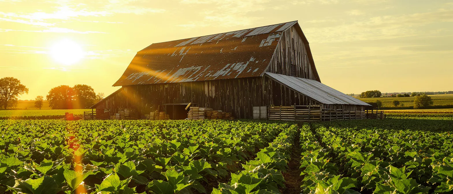 Old wooden barn with rusty metal roof in a green field during sunset.