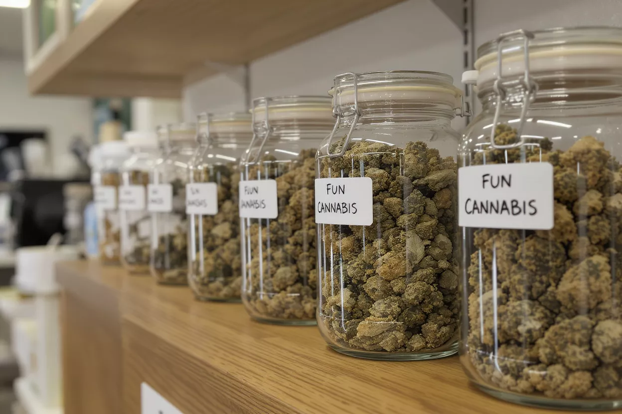 Row of glass jars filled with cannabis buds on a wooden shelf.