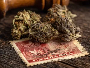 Mail Order Marijuana Canada: How to Order Cannabis Online Safely