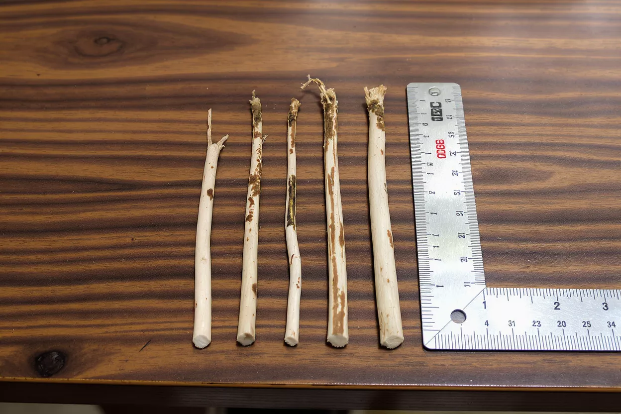 Five peeled, light-colored plant stalks of varying sizes next to a metal ruler.