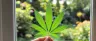 Close-up of a cannabis fan leaf on plant