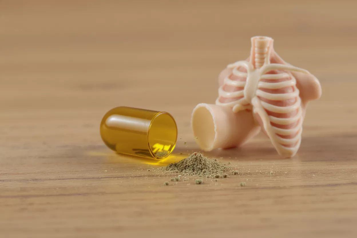 Open capsule with powder, and a miniature lung model on a wooden surface.