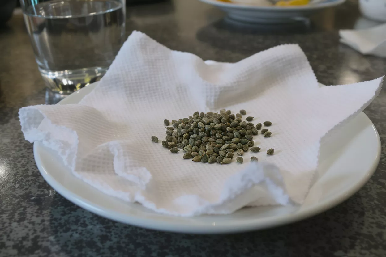 A pile of hemp seeds on a white cloth