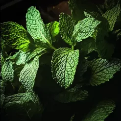 Close-up of vibrant mint leaves with detailed veins and dramatic lighting.