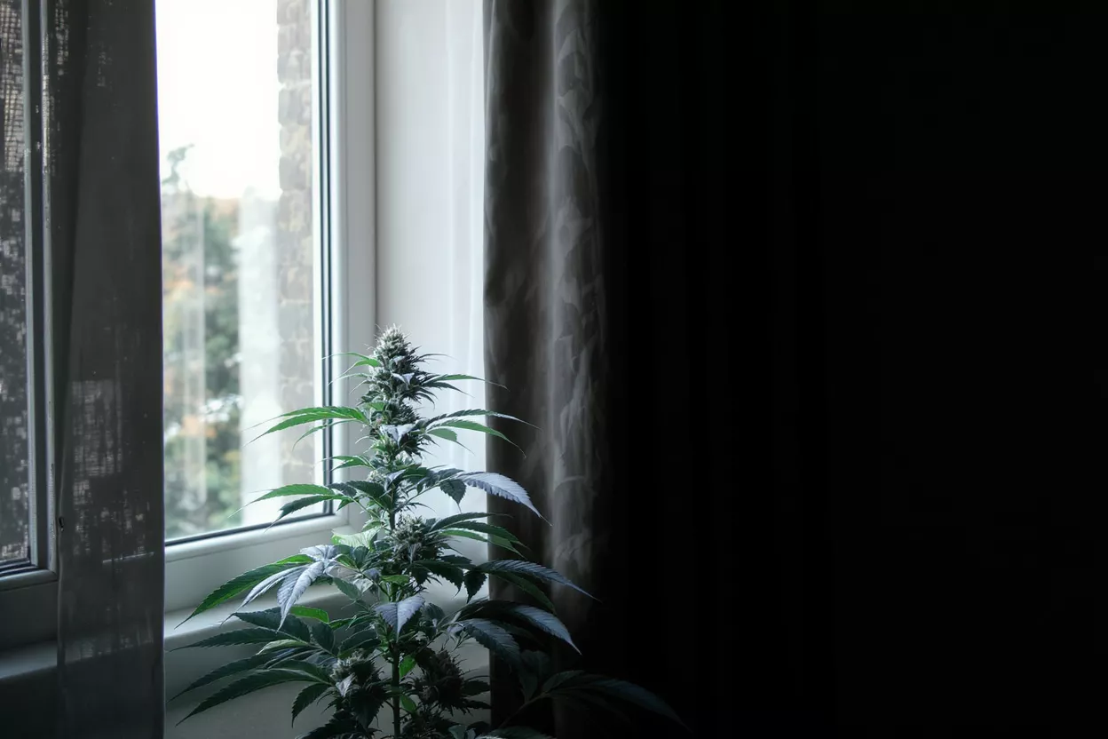 A cannabis plant next to a window with curtains