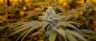 Cannabis plant in the flowering stage with dense trichome-covered buds