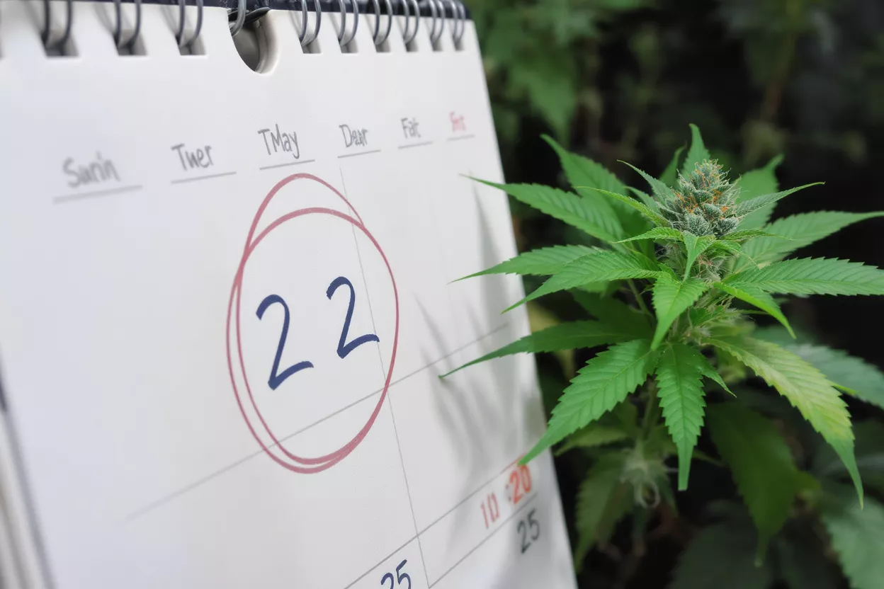 A calendar showing the 22nd and a marijuana plant