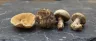 Assorted functional mushrooms including reishi and lion's mane