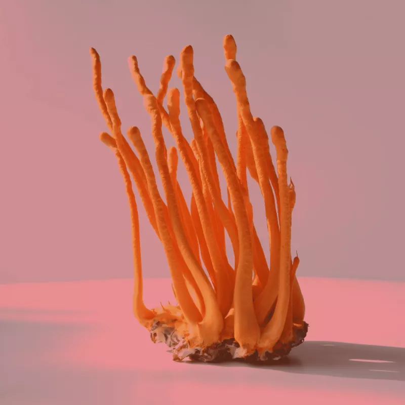 functional mushroom 