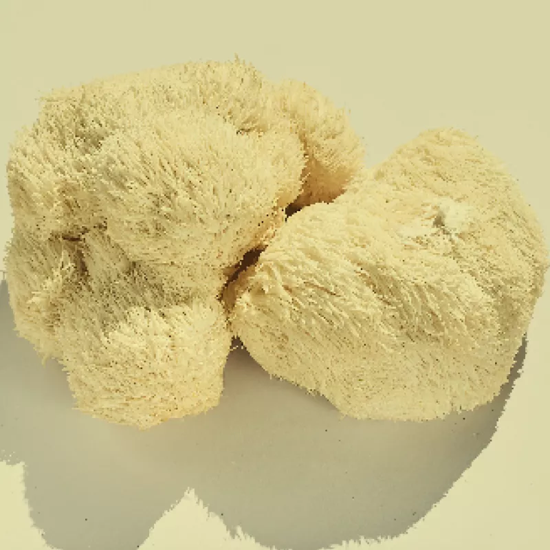 functional mushroom 