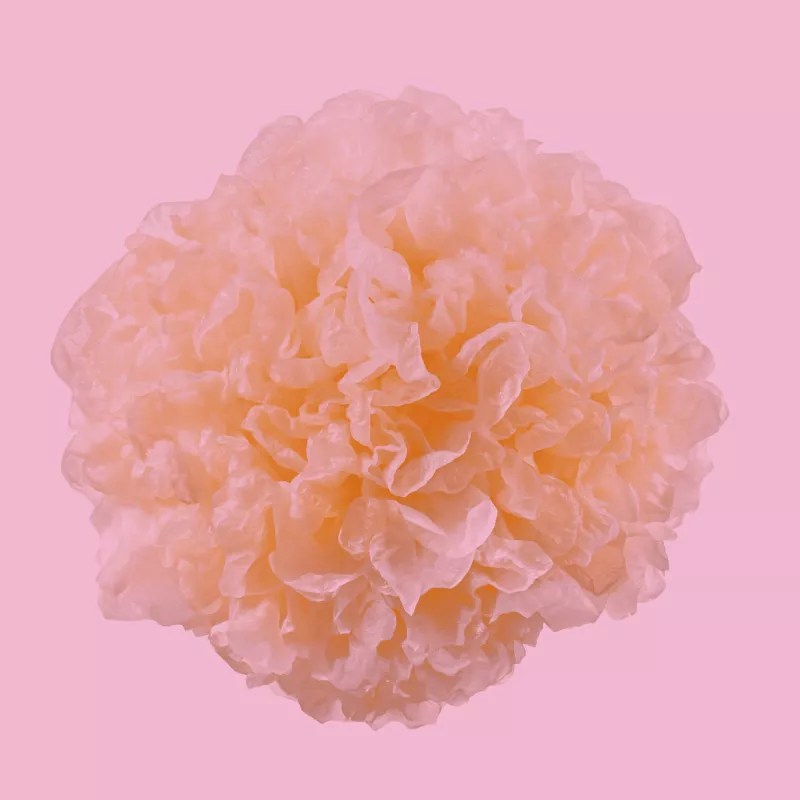 functional mushroom 