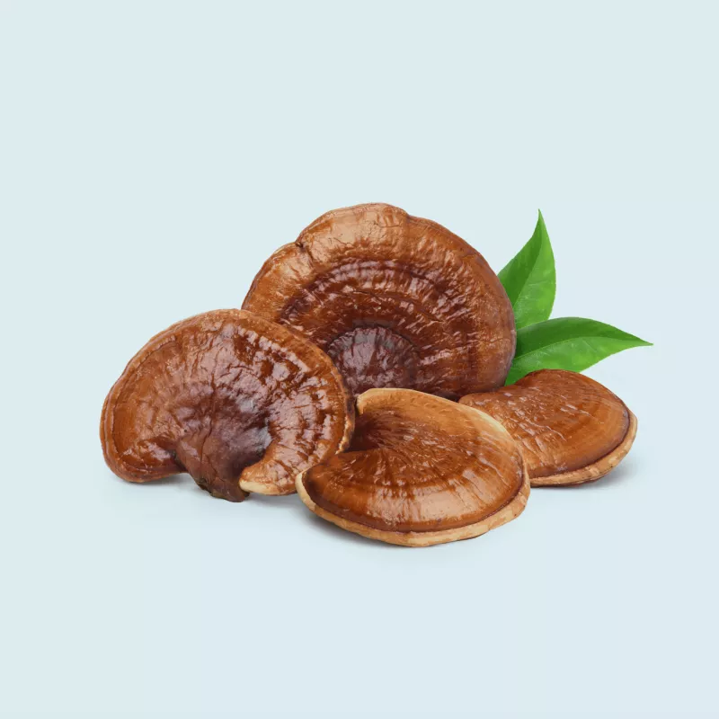 functional mushroom 