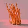 Bright orange cordyceps fungus with elongated stalks against a pink gradient background.