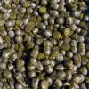 Olive green glossy capsules tightly packed, featuring dome shapes with a metallic sheen.
