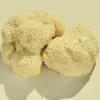 Lions Mane mushroom close-up showcasing its fluffy texture and natural creamy white color.