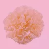 Peach flower with delicate petals on pink background showcasing serene beauty and elegance.