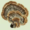 Close-up of vibrant turkey tail mushroom with concentric colorful bands on decaying wood.