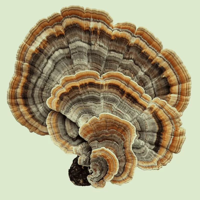 functional mushroom 