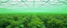 Cannabis plants growing inside a large greenhouse
