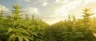 Tall hemp plants growing in an outdoor farm field