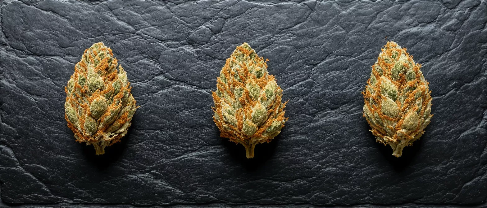 Three vibrant cannabis buds with orange hairs and green leaves on a dark textured surface.