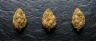 indica sativa hybrid cannabis strain guide comparison