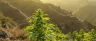 Landrace cannabis strains growing in their native region