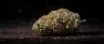 dense frosty loud weed buds in a jar