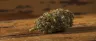 dried marijuana cannabis flowers close up