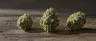Close-up of mids cannabis flower buds on display
