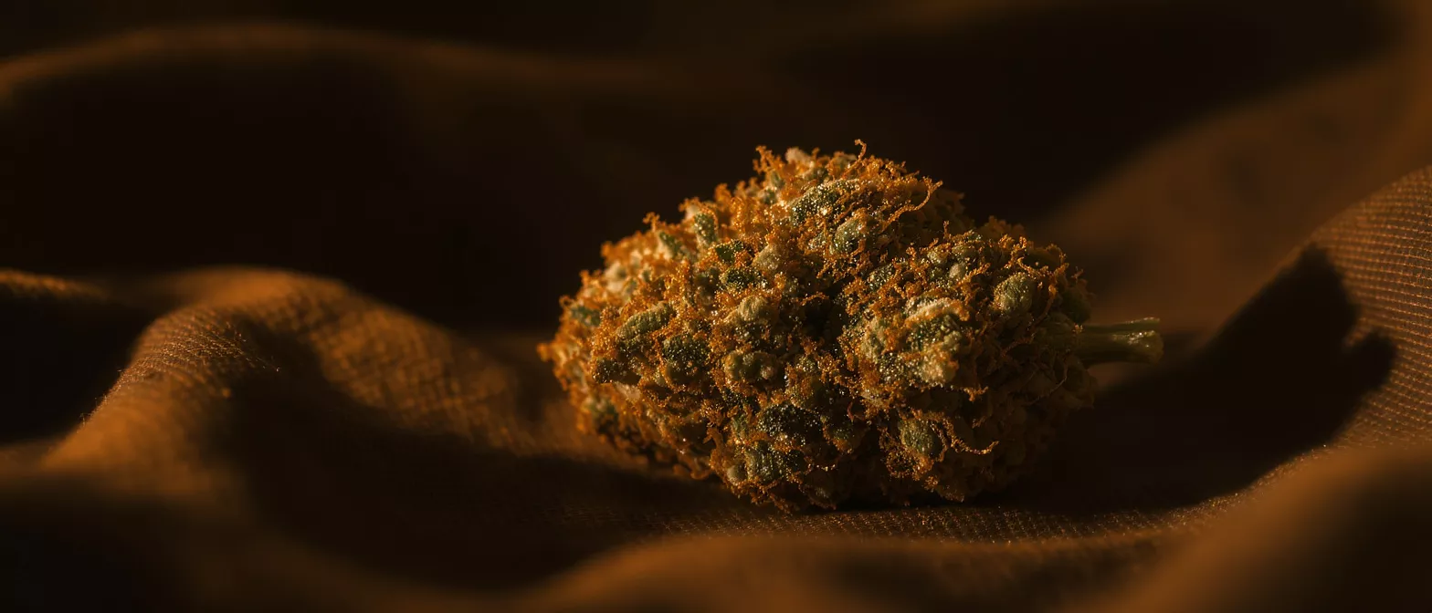 Close-up of a cannabis bud with orange hairs on a brown fabric.