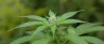 close-up of a cannabis plant node with branching growth