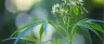 Dried valerian root with cannabis flower for sleep formulation