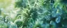 cannabinoid profile cannabis lab report chart