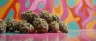 Piperine cannabis bioenhancement black pepper extract