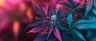L-theanine amino acid structure with cannabis leaf