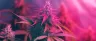 PEG polyethylene glycol cannabis carrier agent