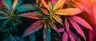 tocopherol vitamin E antioxidant in cannabis oil