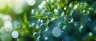 water-soluble cannabis powder dispersing in water