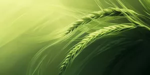 Hempseed