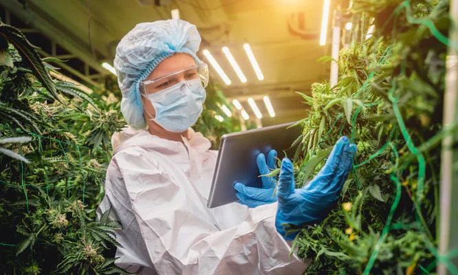 CBD Pain